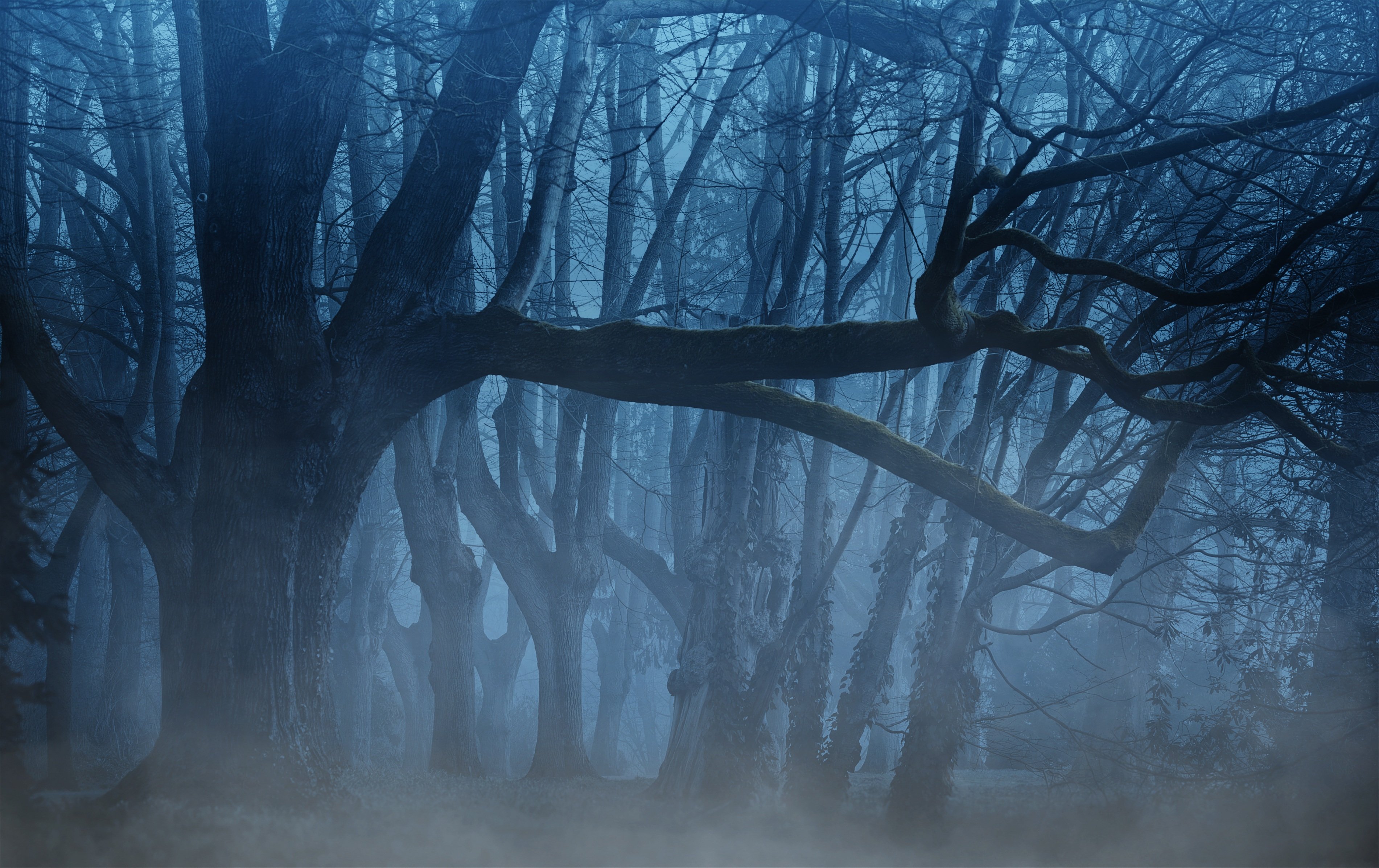 forest in fog